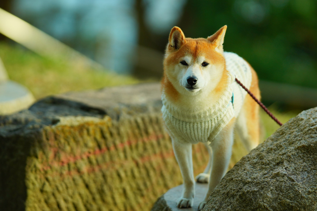 まんまるおめめのワンちゃん