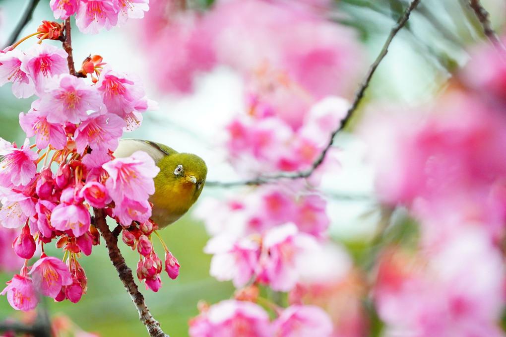 寒緋桜とメジロちゃん（2）