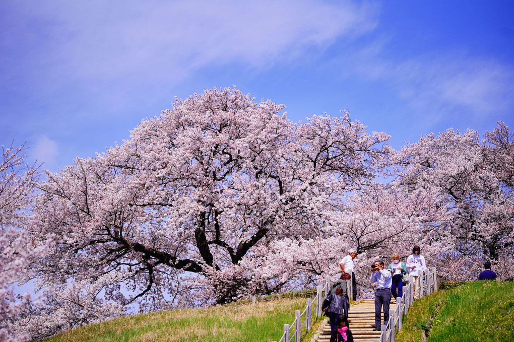 てっぺん桜