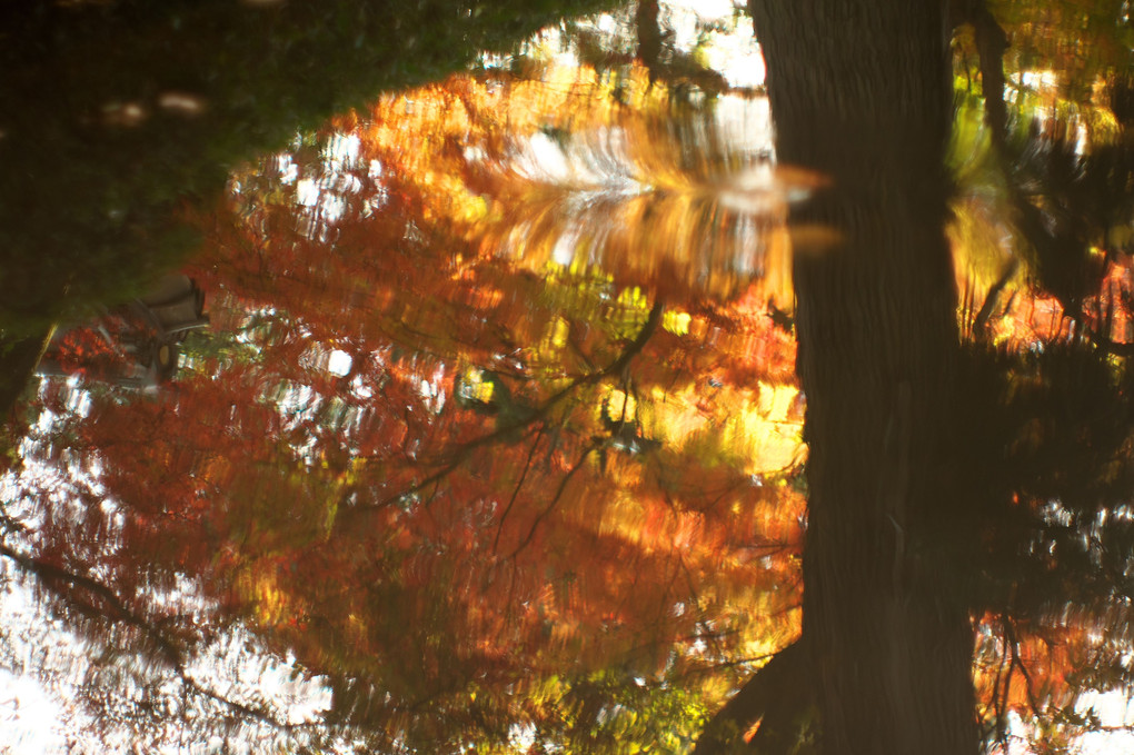 水面の紅葉