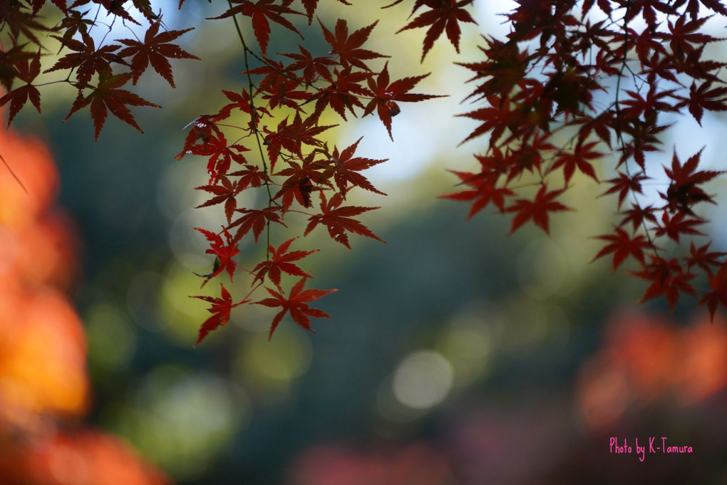 晩秋の紅葉と水鏡