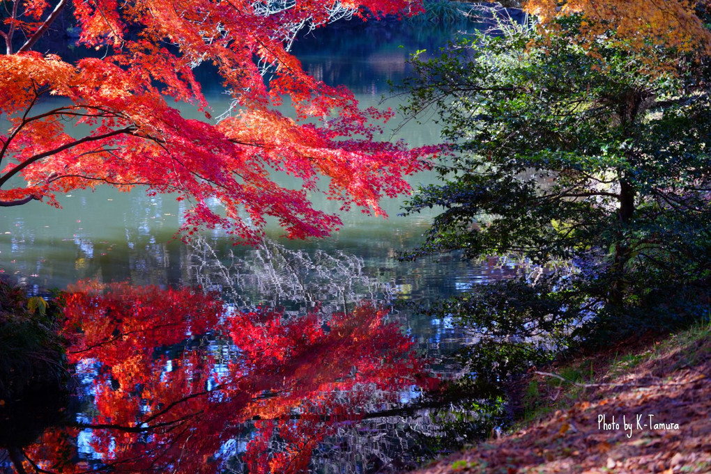 秋を庭園で楽しむ～新宿の森編