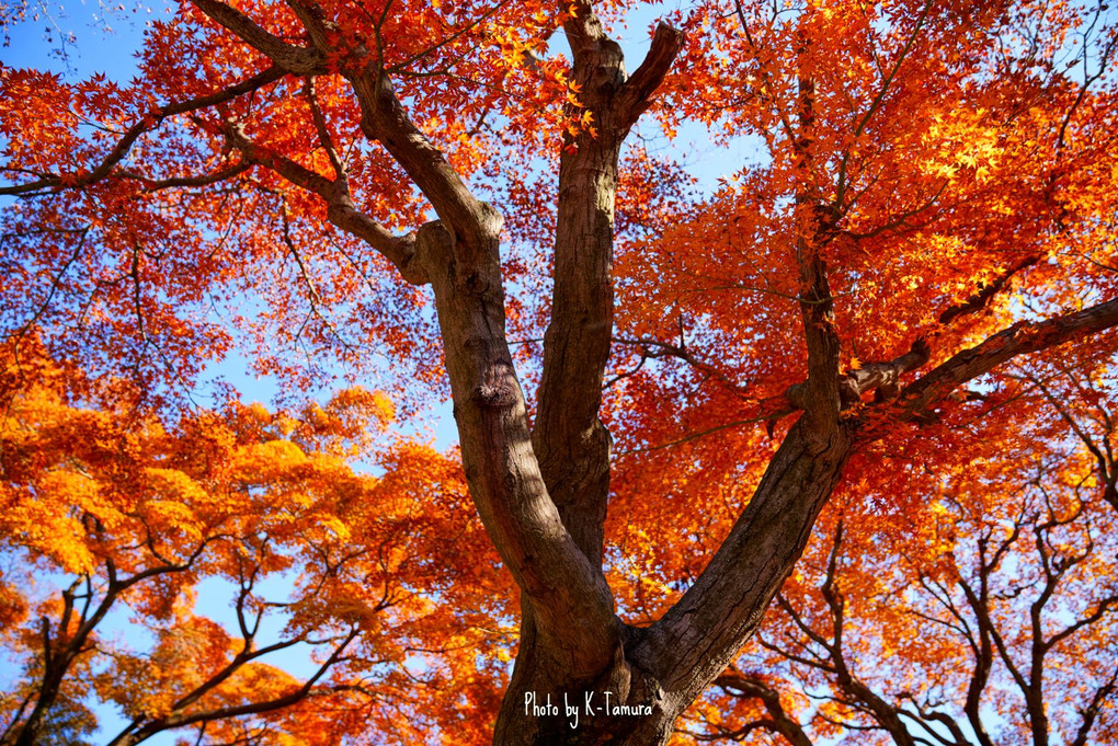 秋を庭園で楽しむ～新宿の森編