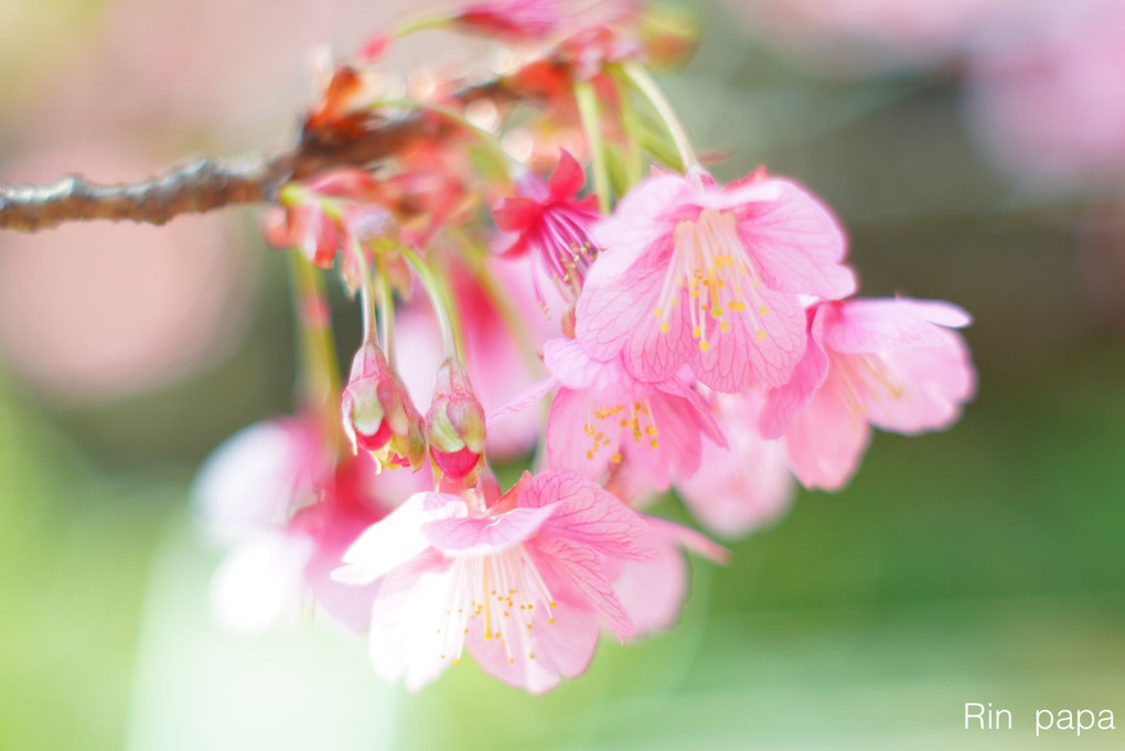 ピンク色の可愛い寒緋桜