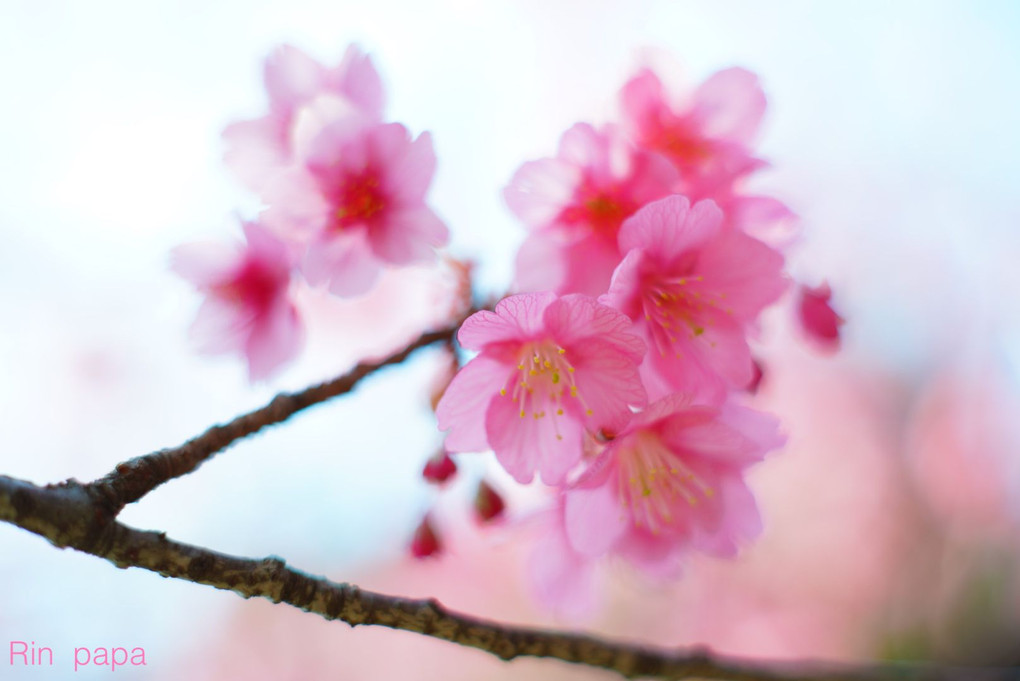 ピンク色の可愛い寒緋桜