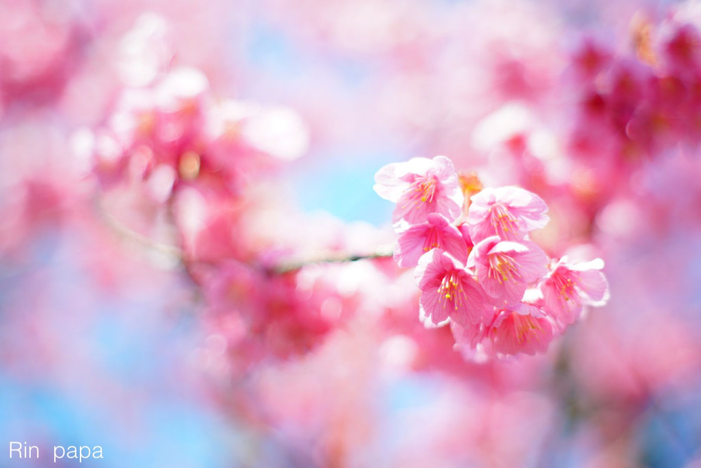 ピンク色の可愛い寒緋桜