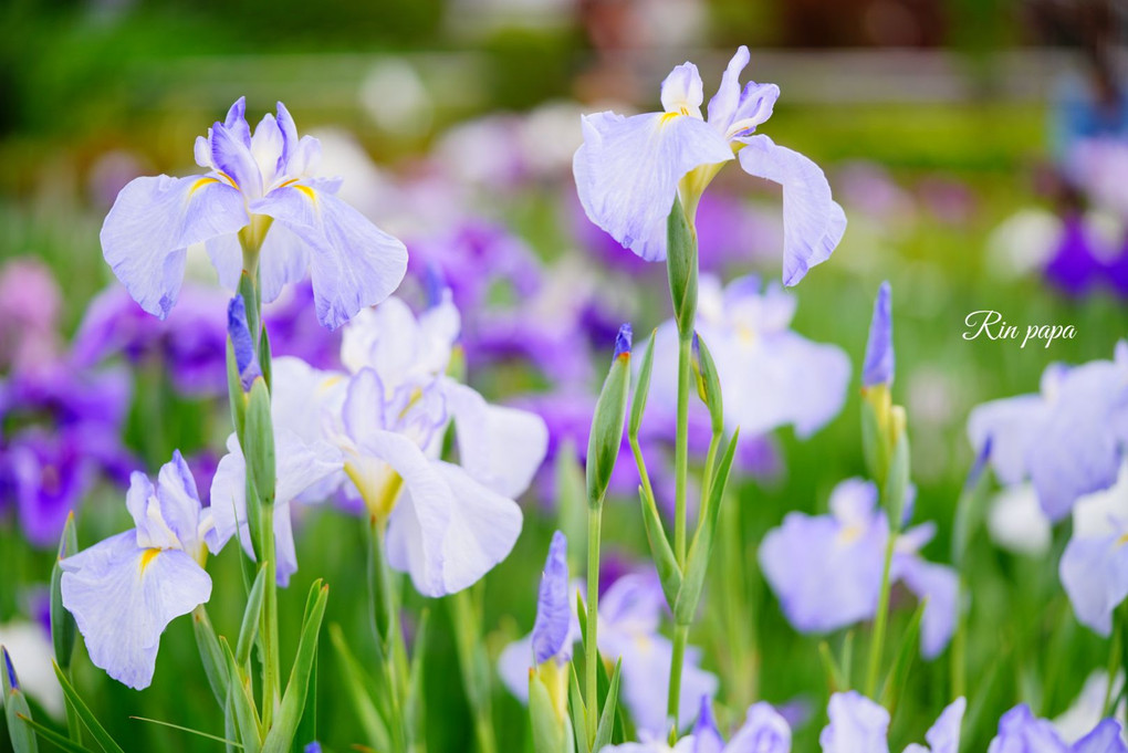 日本の花の美、花菖蒲その1