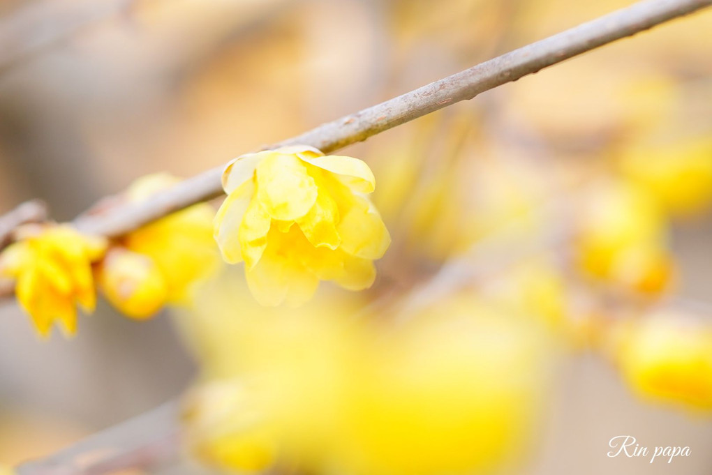 花の綻び、春の足音かな？