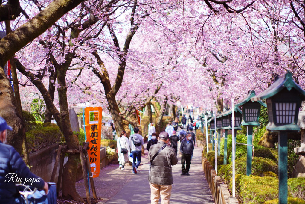春爛漫な安行桜（オールドレンズ編）
