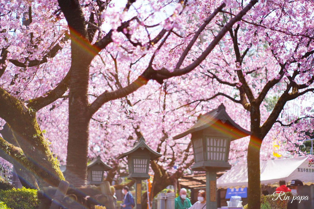 春爛漫な安行桜（オールドレンズ編）