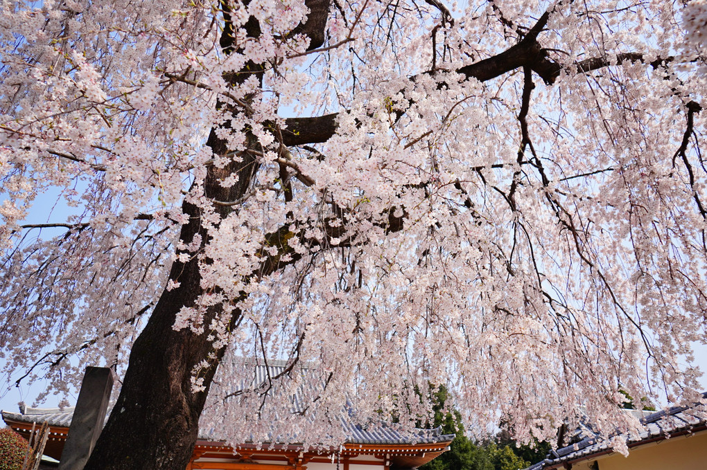 長明寺の枝垂れ桜