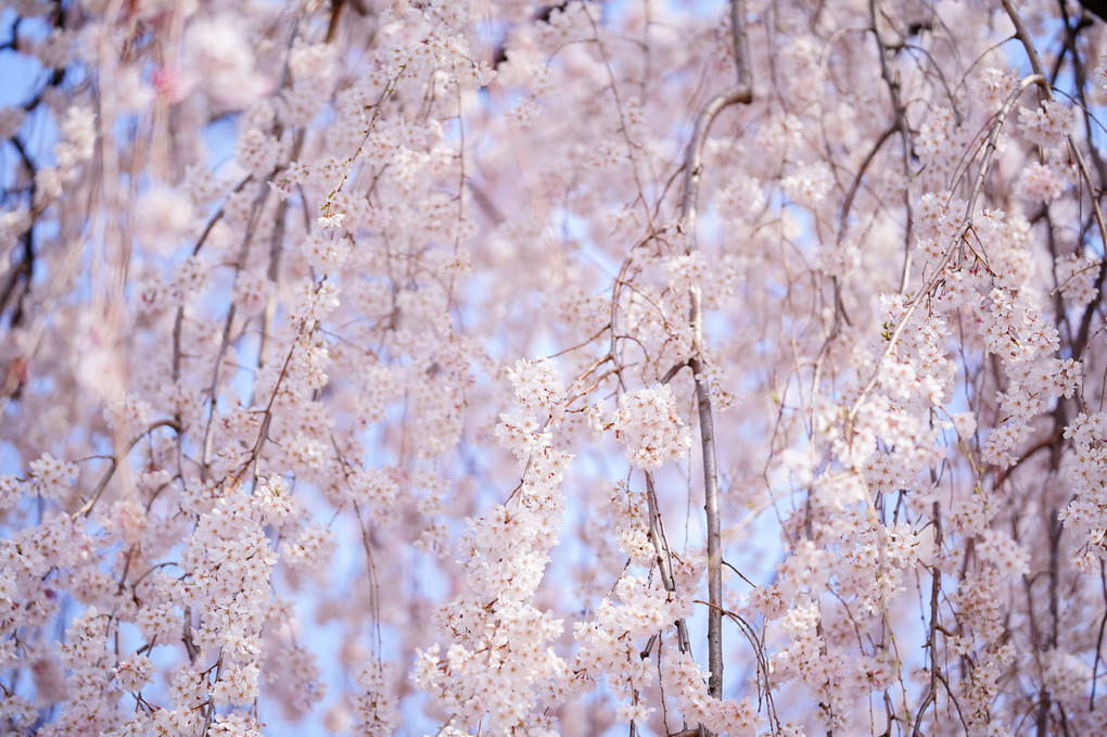 長明寺の枝垂れ桜