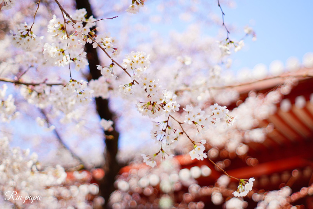 浄心寺の桜（ソメイヨシノ）