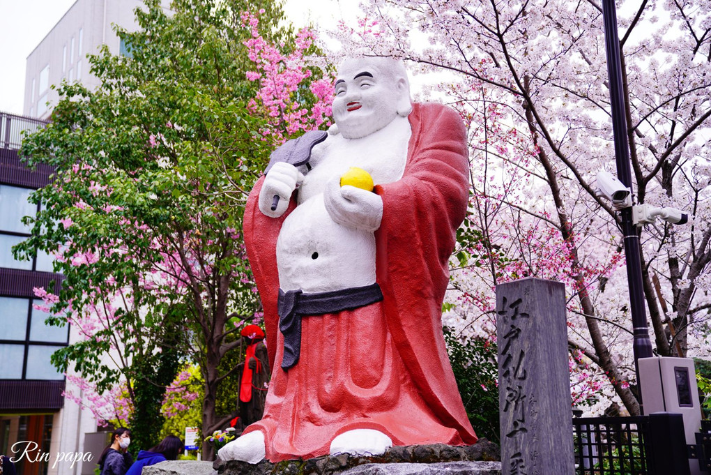 浄心寺の桜（ソメイヨシノ）