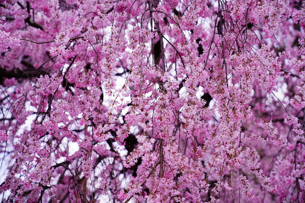 春爛漫な吉祥寺の枝垂れ桜