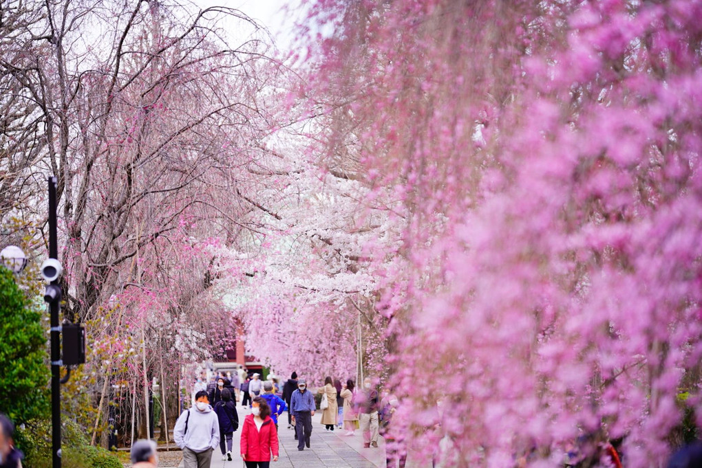 春爛漫な吉祥寺の枝垂れ桜