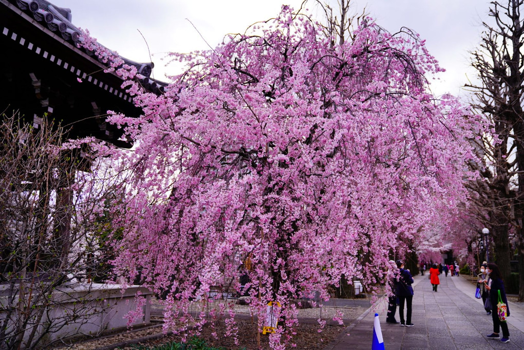春爛漫な吉祥寺の枝垂れ桜