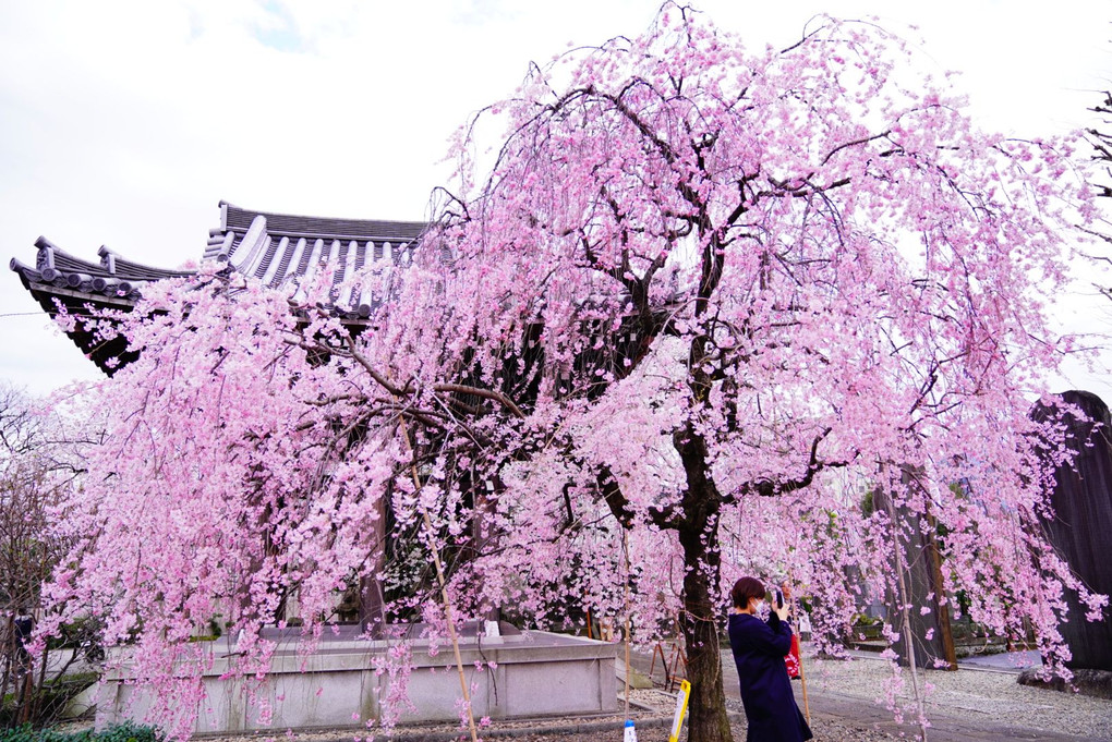 春爛漫な吉祥寺の枝垂れ桜