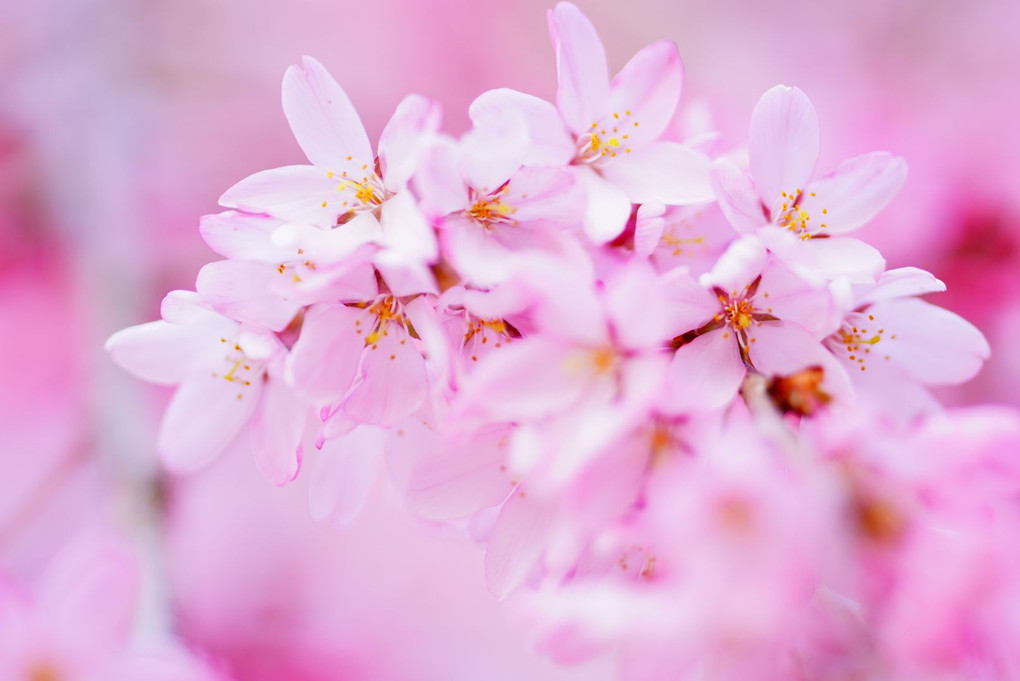 春爛漫な吉祥寺の枝垂れ桜