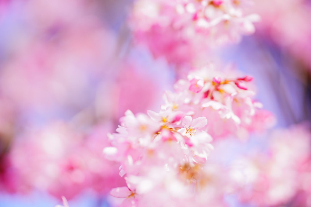 春爛漫な吉祥寺の枝垂れ桜