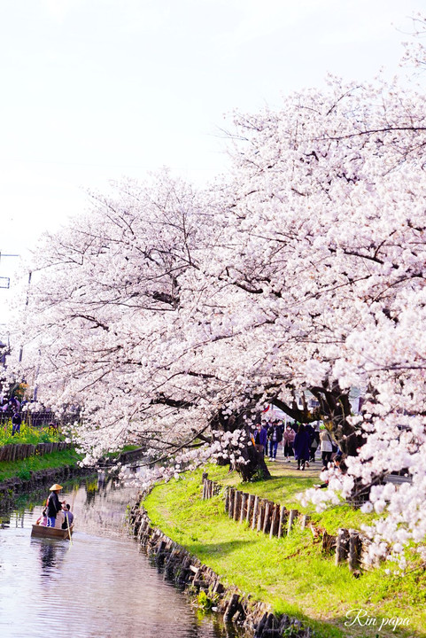 小江戸の桜と舟遊び