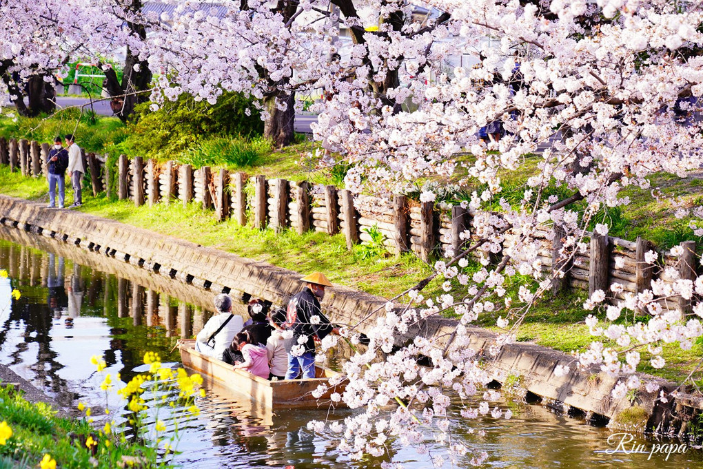 小江戸の桜と舟遊び
