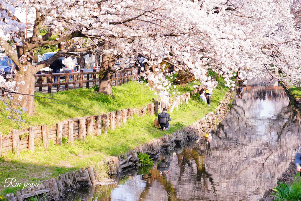 小江戸の桜と舟遊び