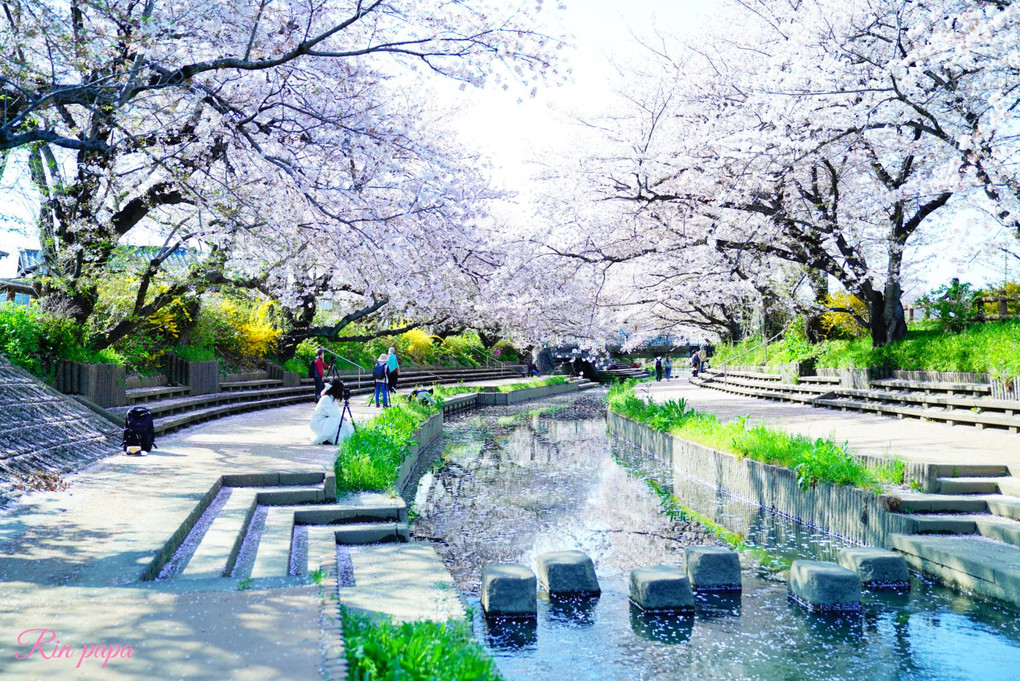 春爛漫の水辺と桜並木