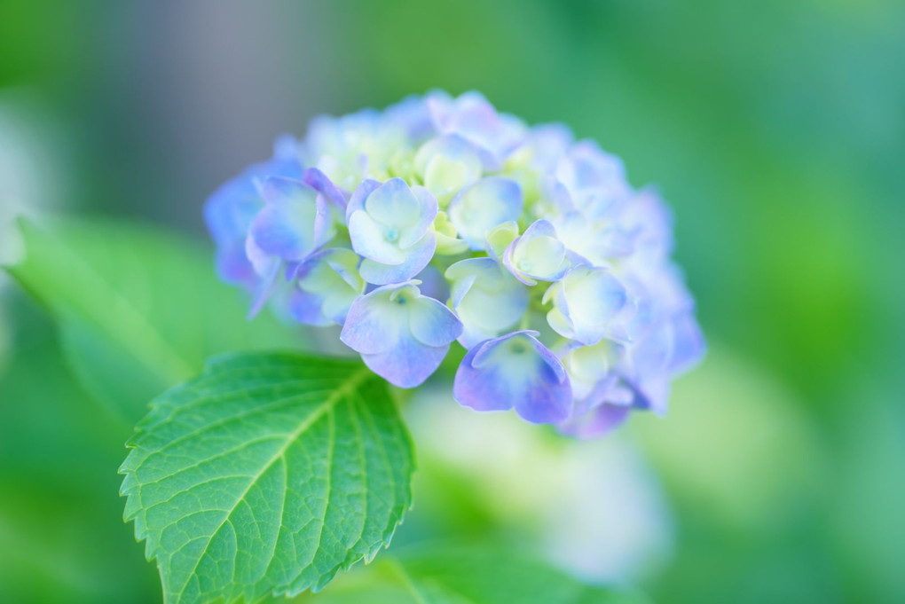 梅雨待ち遠しく思う紫陽花