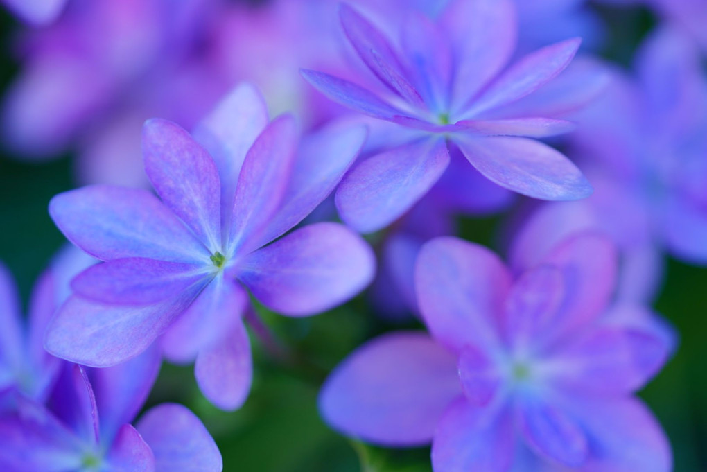 梅雨待ち遠しく思う紫陽花