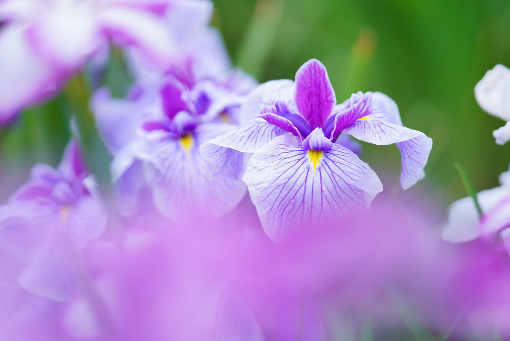梅雨の晴れ間に咲く、花菖蒲と紫陽花