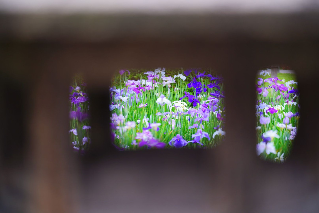 梅雨の晴れ間に咲く、花菖蒲と紫陽花