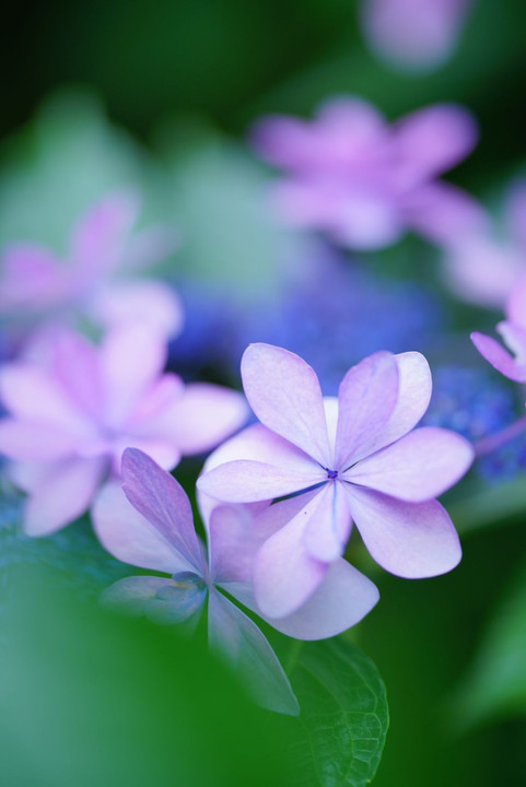 梅雨の晴れ間に咲く、花菖蒲と紫陽花