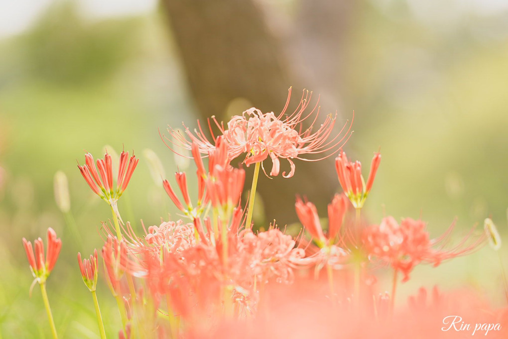 曼珠沙華