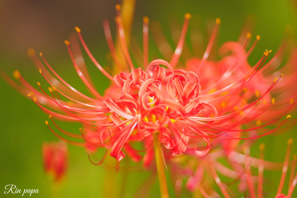 曼珠沙華