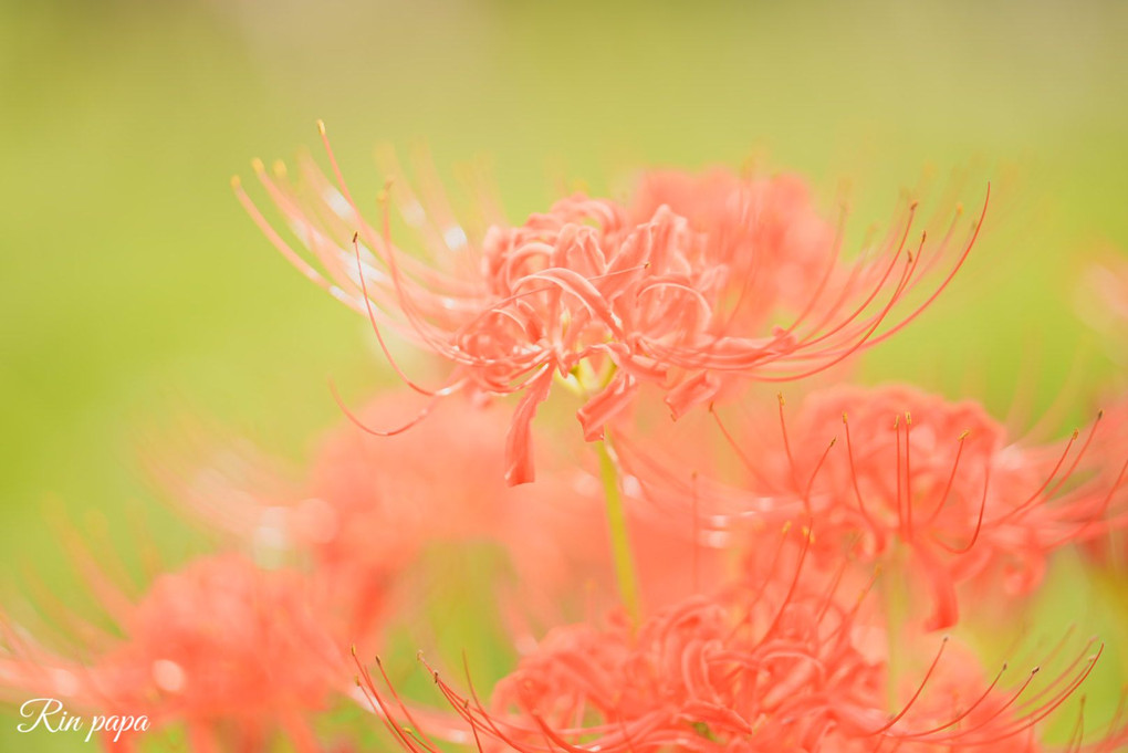 曼珠沙華