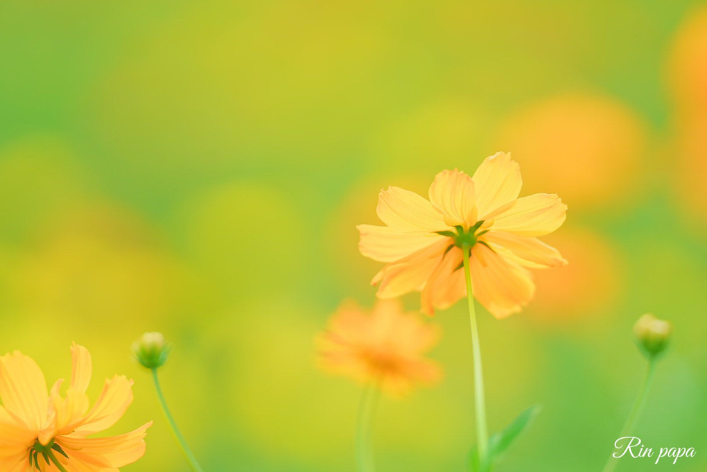 秋桜（コスモス）