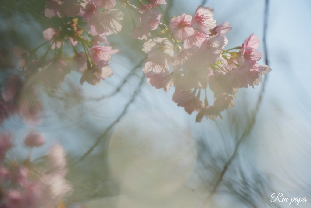 満開の安行桜