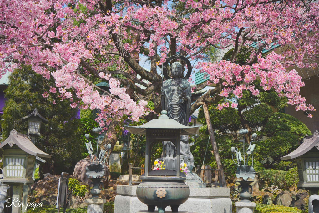 満開の安行桜