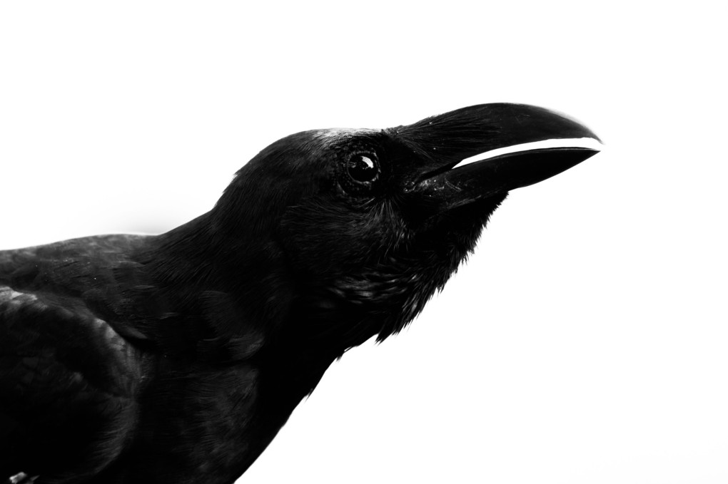 ash crow