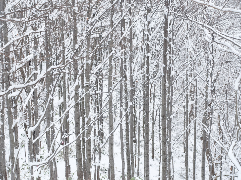 里山の木々～吹雪の中を　