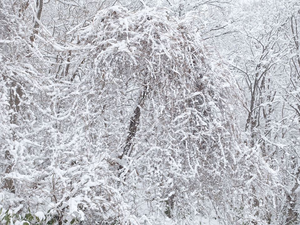 里山の木々～吹雪の中を　