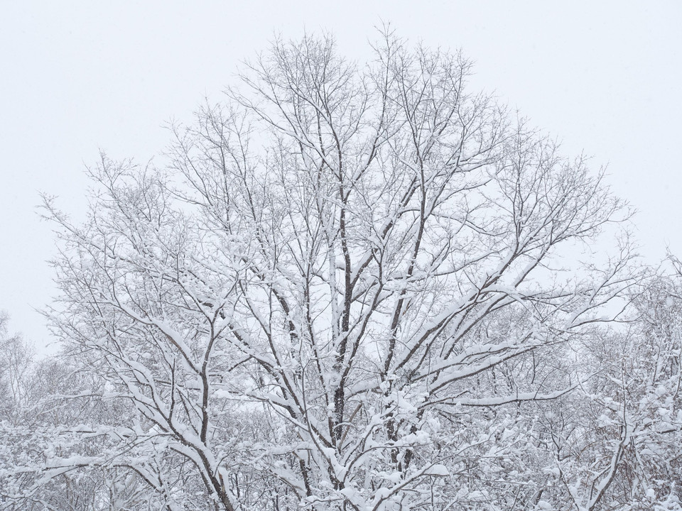 里山の木々～吹雪の中を　