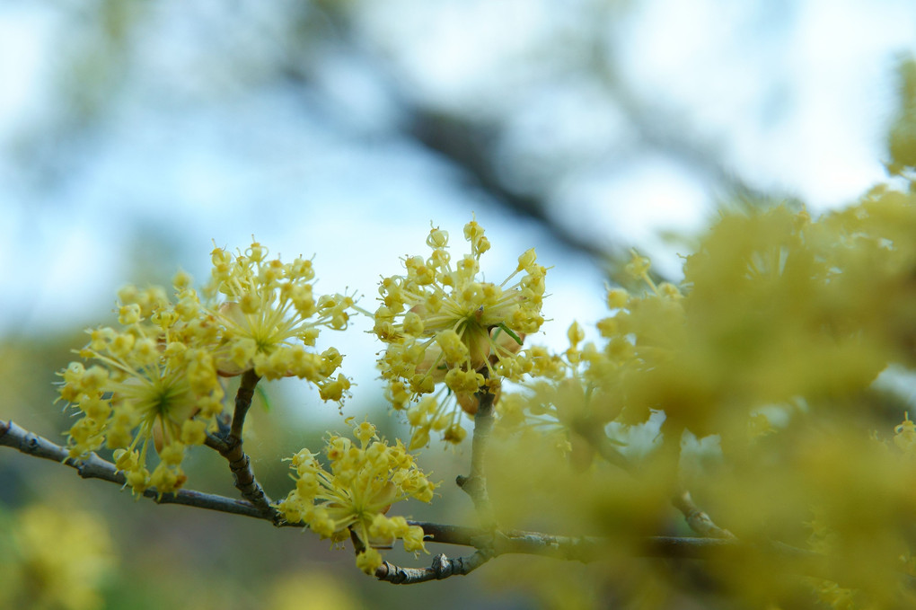 春の平岡樹芸センター