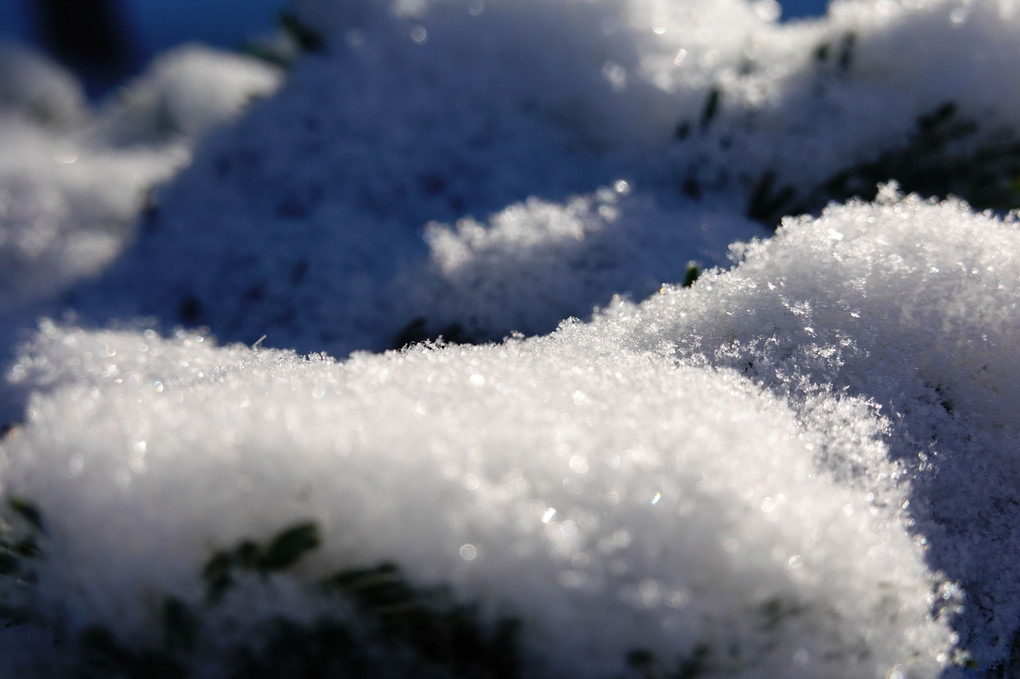 雪、光る朝に