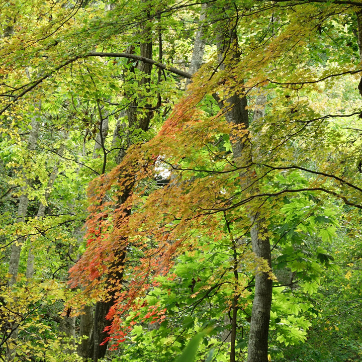 秋の森林浴