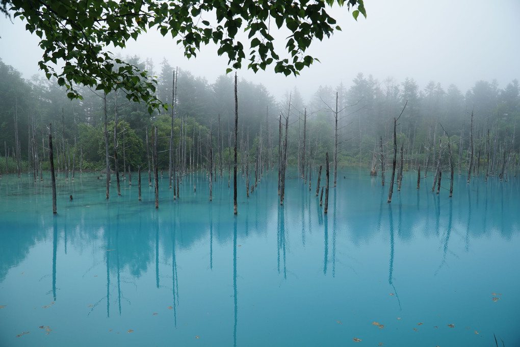 青い池Ⅱ