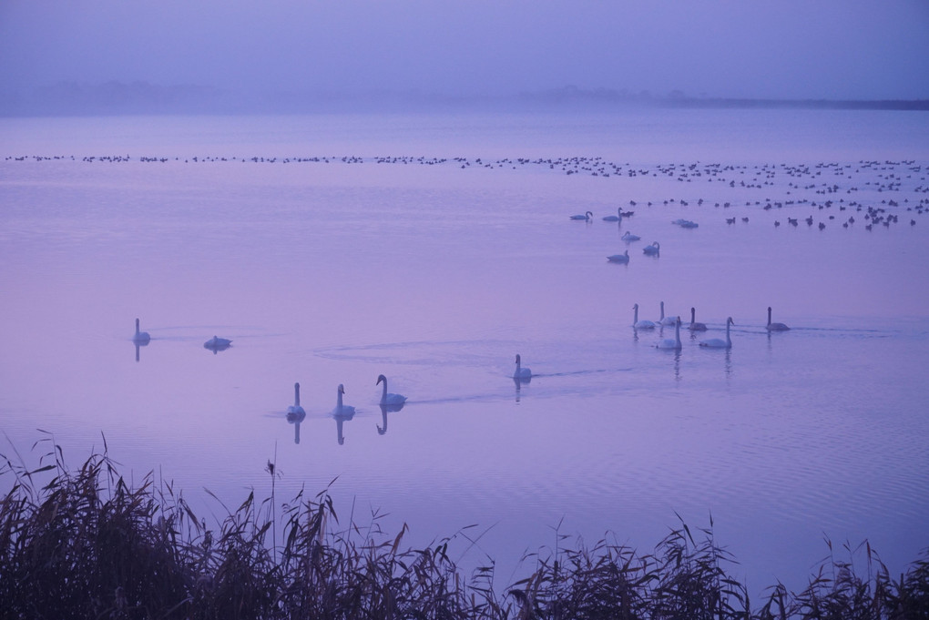 湖の日の出と水鳥