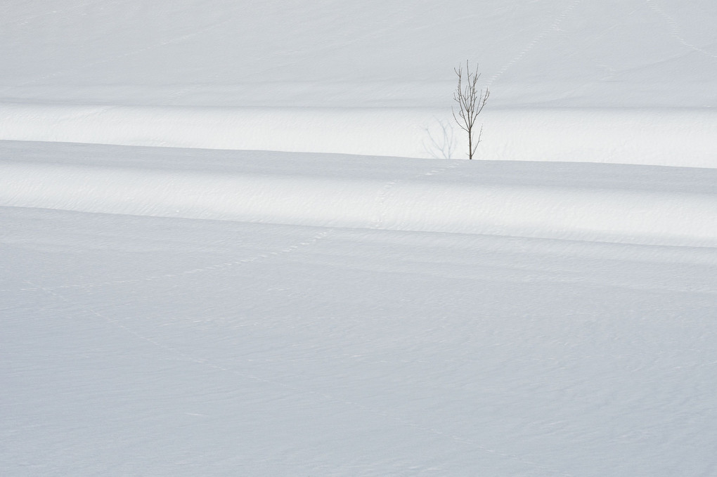 雪融けを待つ木
