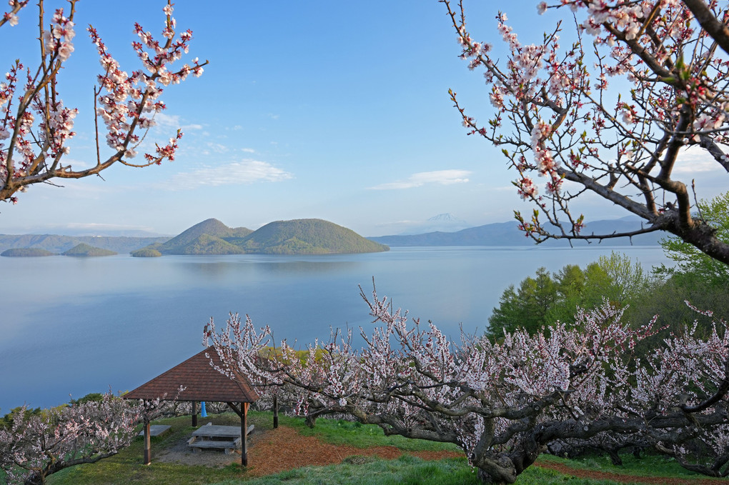 梅の花と洞爺湖